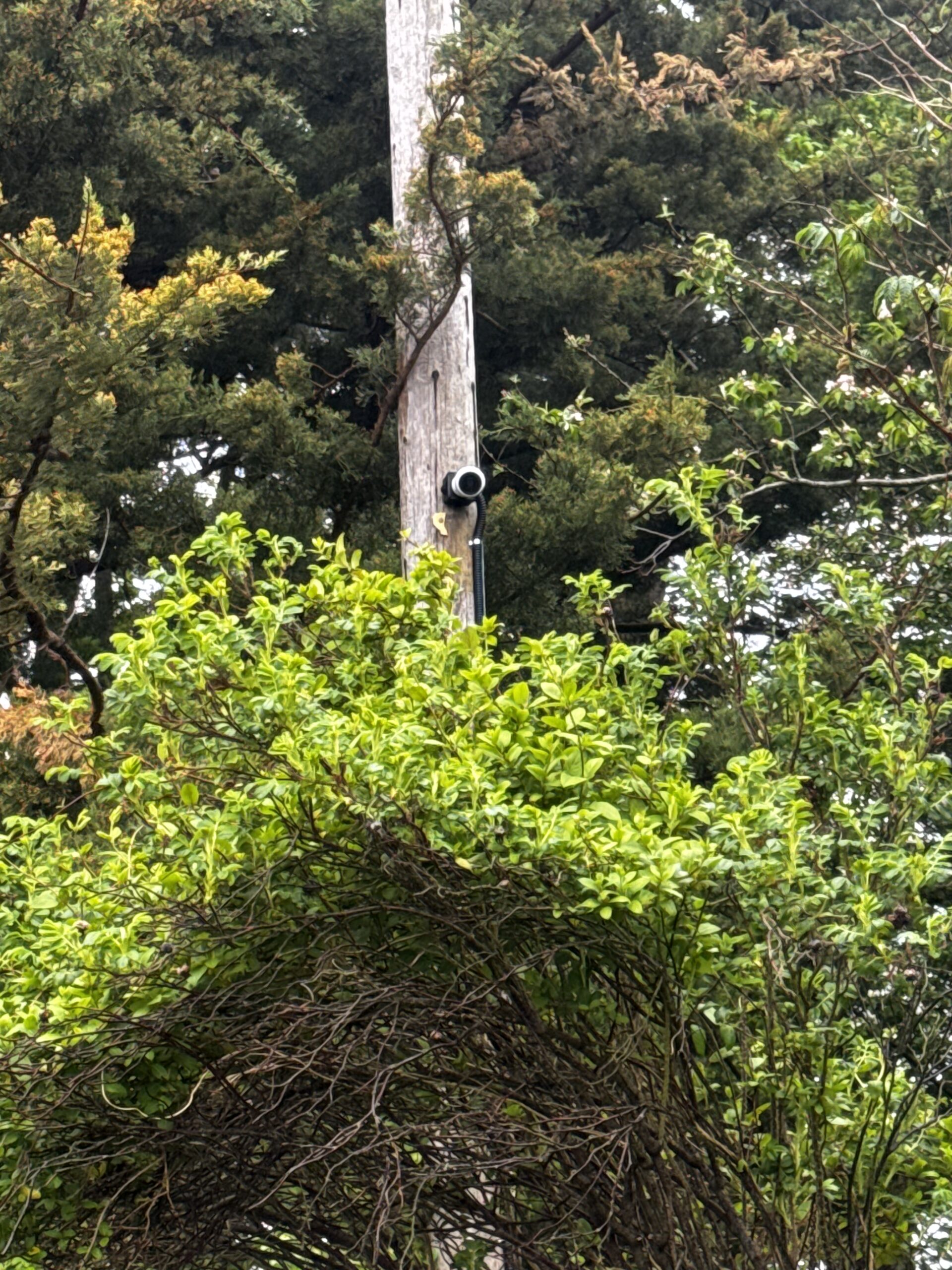 Camera